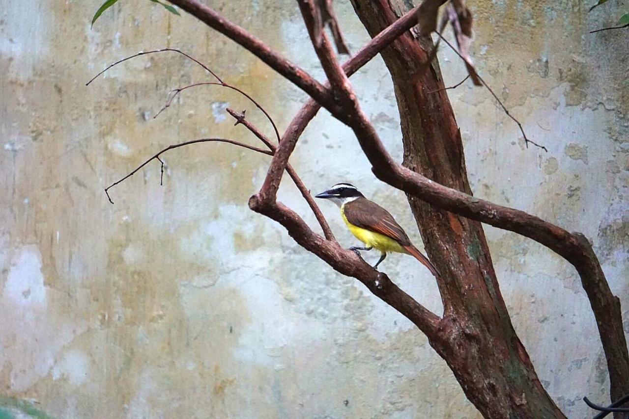 بيت شباب The Amazon Within إكيتوس المظهر الخارجي الصورة